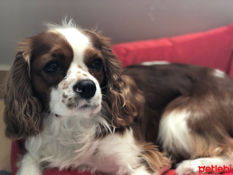 Cavalier King Charles Spanieli, Köpek  Efe fotoğrafı