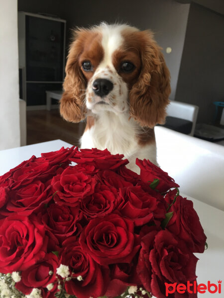 Cavalier King Charles Spanieli, Köpek  Efe fotoğrafı