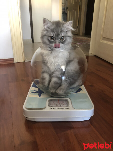 Chinchilla, Kedi  Puffy fotoğrafı