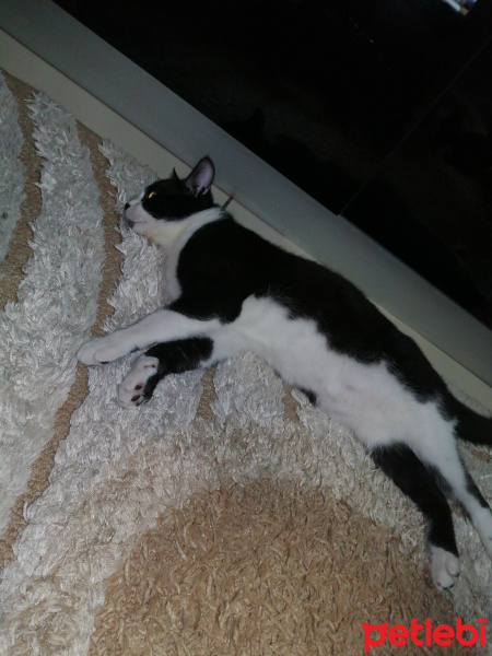 Tekir Kedi, Kedi  Bıyıklı fotoğrafı