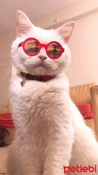 British Shorthair, Kedi  Şükrü fotoğrafı