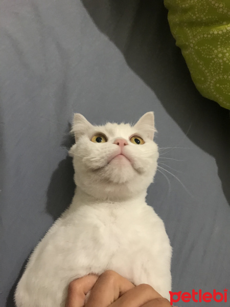 British Shorthair, Kedi  Şükrü fotoğrafı