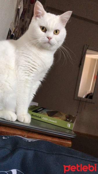 British Shorthair, Kedi  Şükrü fotoğrafı
