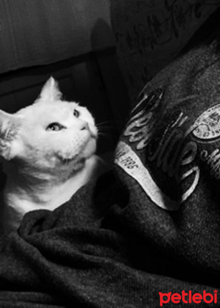 British Shorthair, Kedi  Şükrü fotoğrafı