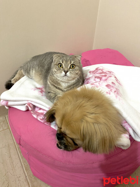 Scottish Fold, Kedi  Mila fotoğrafı