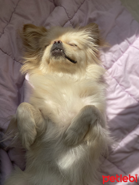 Pekingese, Köpek  Teddy fotoğrafı