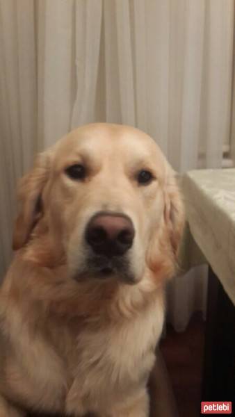 Golden Retriever, Köpek  Giga fotoğrafı