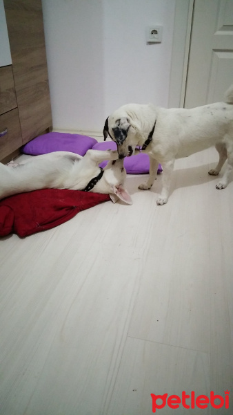 Jack Russell Terrier, Köpek  Asya fotoğrafı