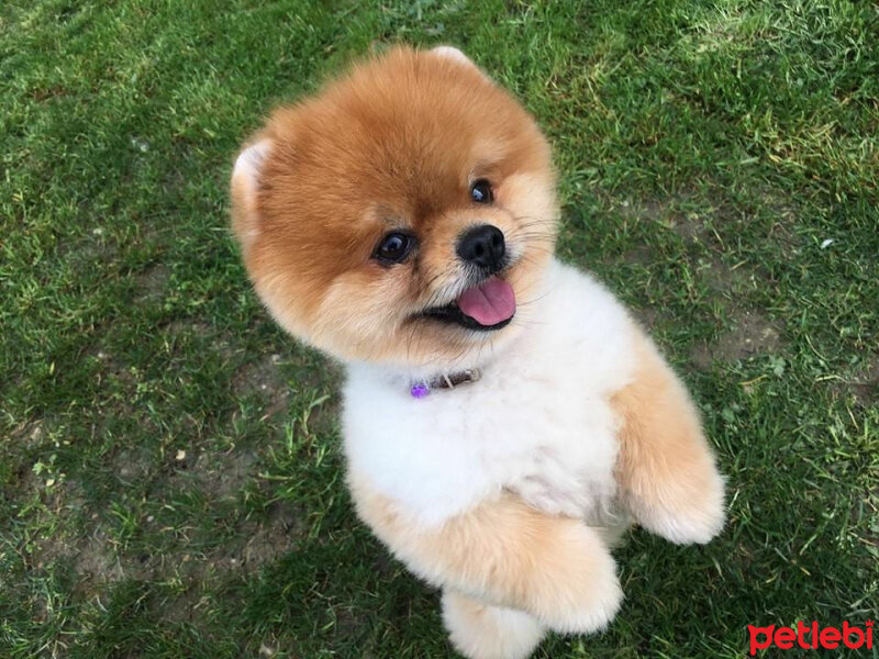 Pomeranyalı, Köpek  Boo fotoğrafı