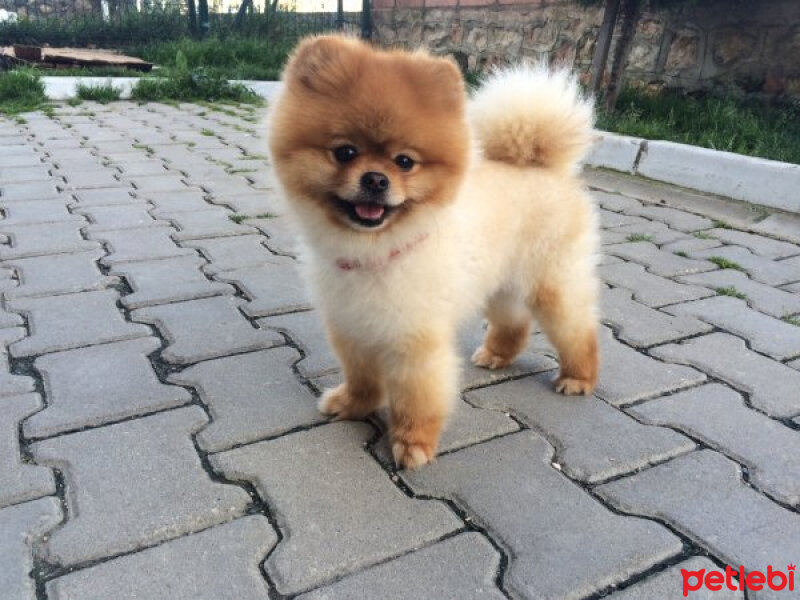 Pomeranyalı, Köpek  Boo fotoğrafı