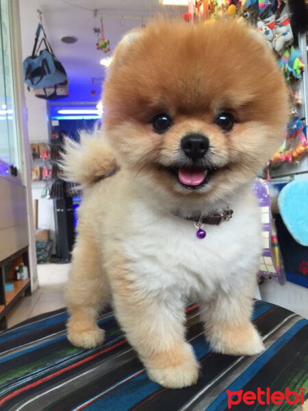 Pomeranyalı, Köpek  Boo fotoğrafı