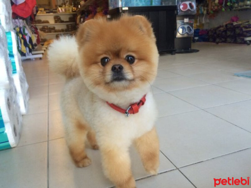 Pomeranyalı, Köpek  Boo fotoğrafı