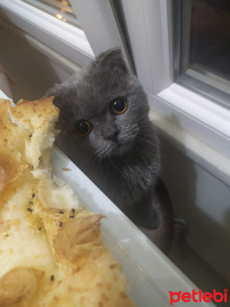 Scottish Fold, Kedi  Çıtçıt fotoğrafı