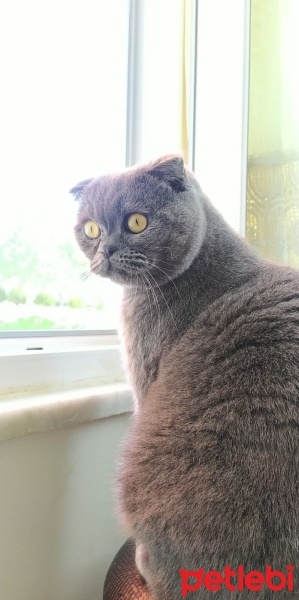 Scottish Fold, Kedi  Çıtçıt fotoğrafı