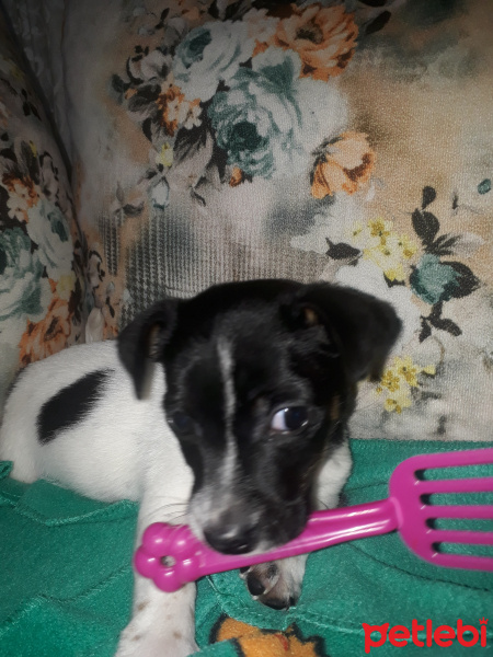 Jack Russell Terrier, Köpek  Shla fotoğrafı