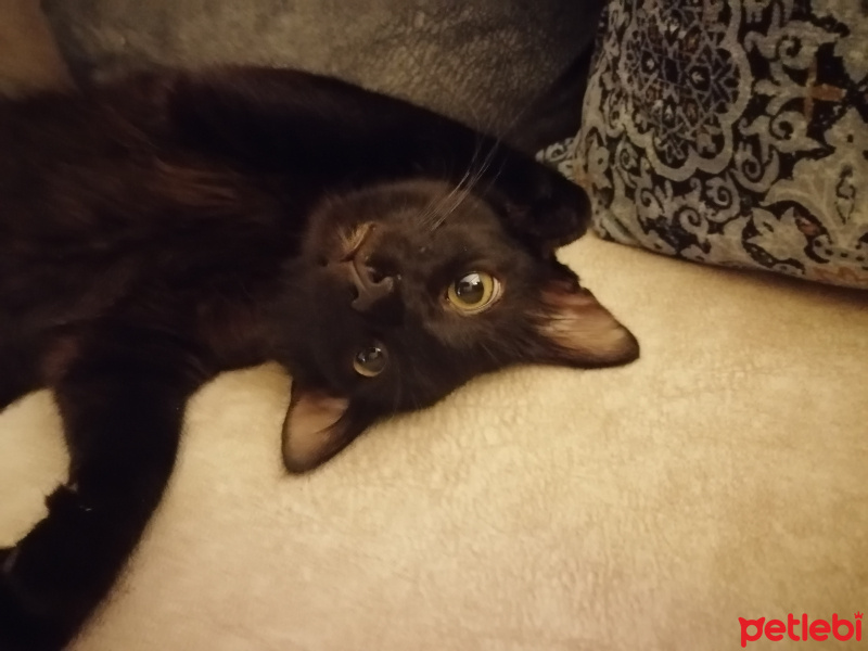 Bombay, Kedi  Tospik fotoğrafı