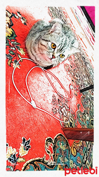 Scottish Fold, Kedi  Sherlock fotoğrafı