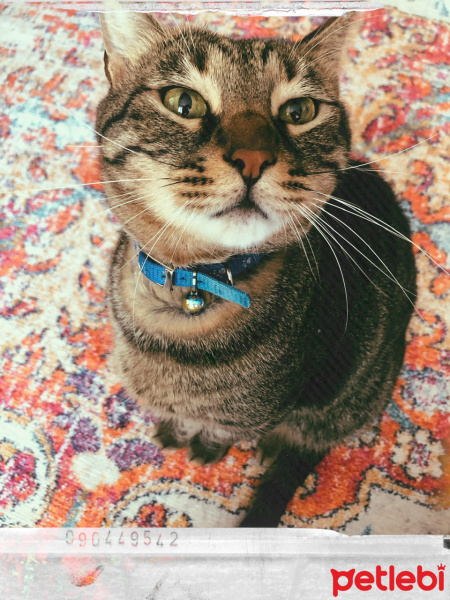 Tekir Kedi, Kedi  Paki fotoğrafı