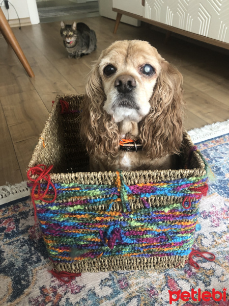 Amerikan Cocker Spaniel, Köpek  Maya fotoğrafı