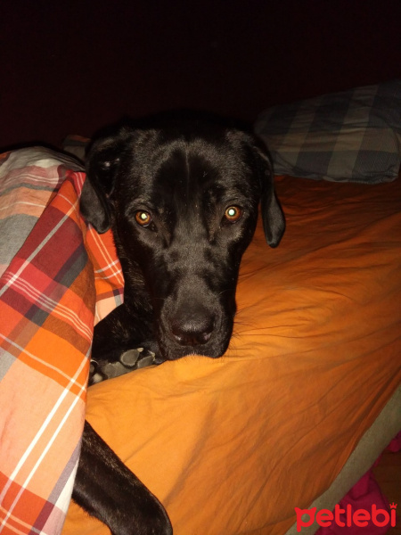 Cane Corso Italiano, Köpek  luna fotoğrafı