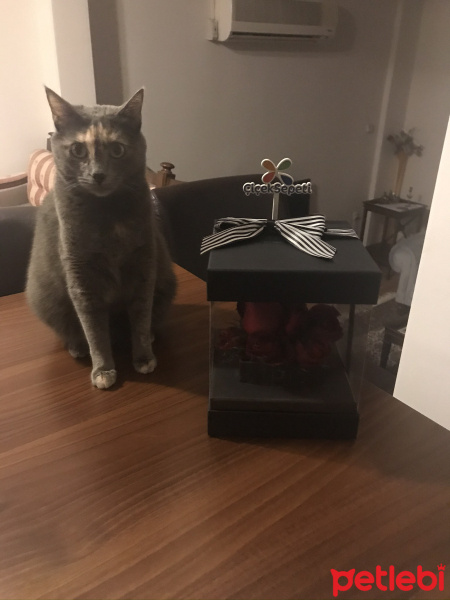 Tekir Kedi, Kedi  Patiş fotoğrafı