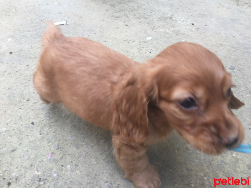 Amerikan Cocker Spaniel, Köpek  Tarçın fotoğrafı
