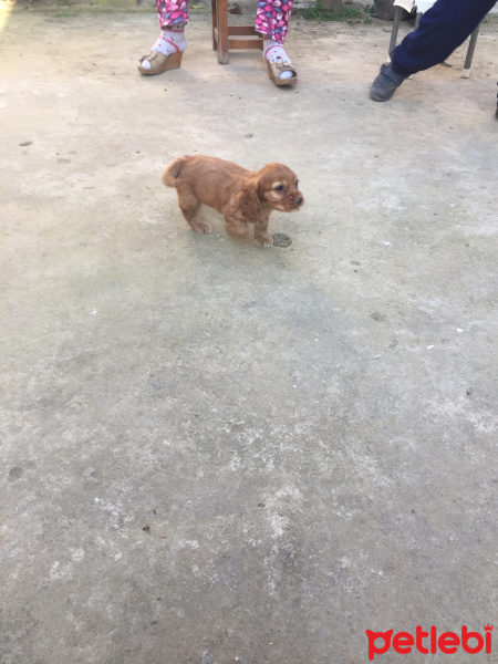 Amerikan Cocker Spaniel, Köpek  Tarçın fotoğrafı