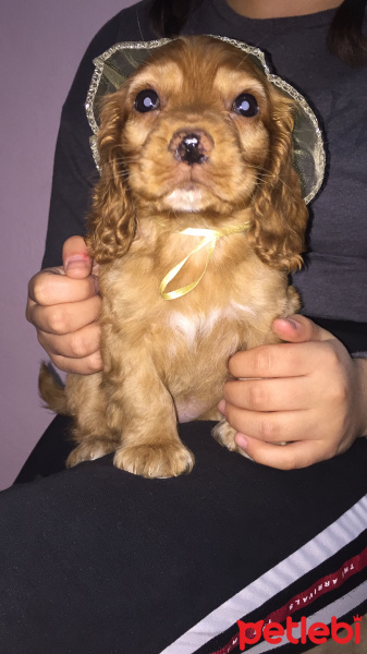 Amerikan Cocker Spaniel, Köpek  Tarçın fotoğrafı