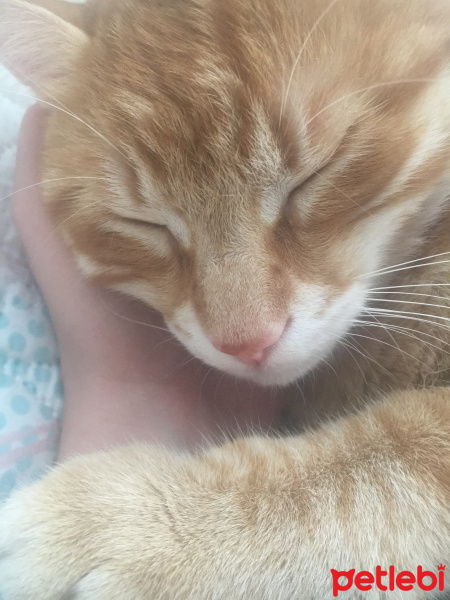Sarman, Kedi  Leo fotoğrafı