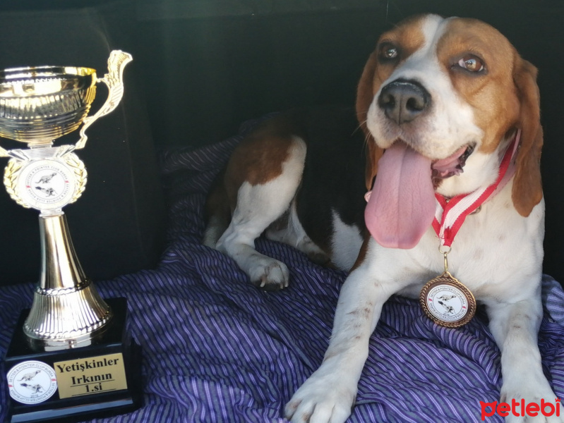 Beagle, Köpek  Eli fotoğrafı