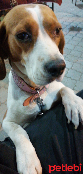 Beagle, Köpek  Eli fotoğrafı