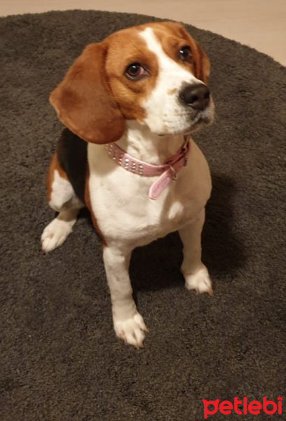 Beagle, Köpek  Eli fotoğrafı