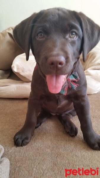 Labrador Retriever, Köpek  kadife fotoğrafı