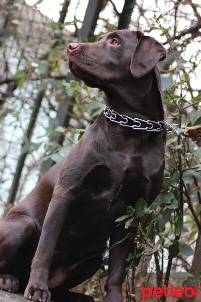 Labrador Retriever, Köpek  kadife fotoğrafı