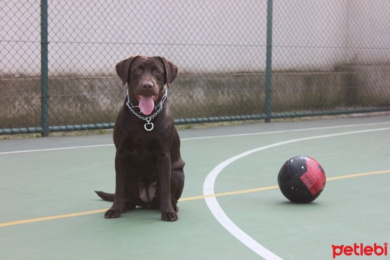 Labrador Retriever, Köpek  kadife fotoğrafı