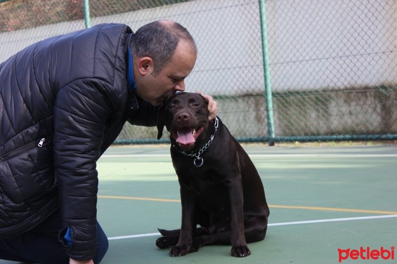 Labrador Retriever, Köpek  kadife fotoğrafı