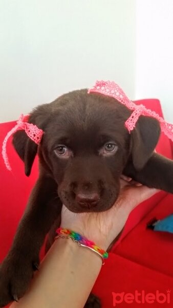 Labrador Retriever, Köpek  kadife fotoğrafı