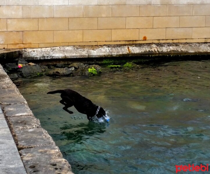 Labrador Retriever, Köpek  kadife fotoğrafı