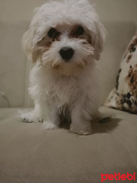 Maltese, Köpek  Zuzu fotoğrafı