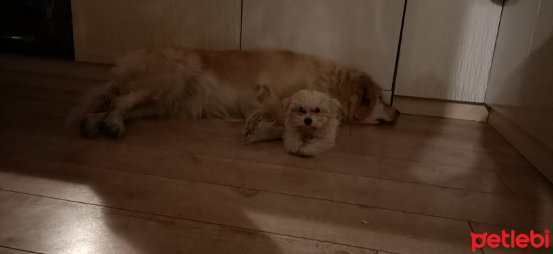 Maltese, Köpek  Zuzu fotoğrafı