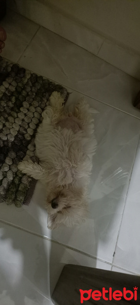 Maltese, Köpek  Zuzu fotoğrafı