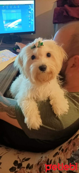 Maltese, Köpek  Zuzu fotoğrafı