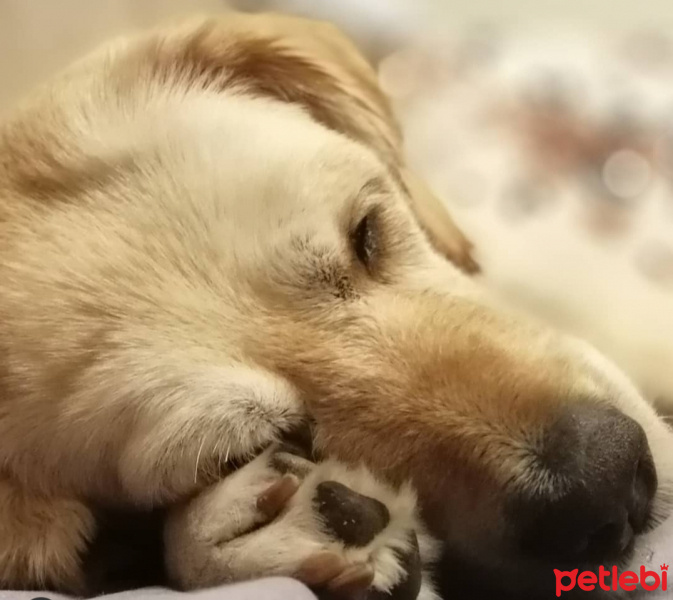 Golden Retriever, Köpek  PaTi fotoğrafı