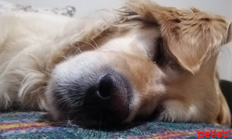 Golden Retriever, Köpek  PaTi fotoğrafı