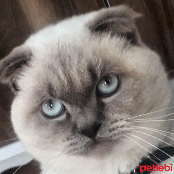Scottish Fold, Kedi  Bulut fotoğrafı