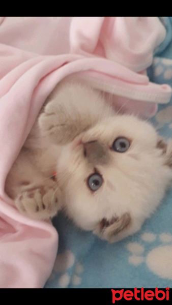 Scottish Fold, Kedi  Bulut fotoğrafı