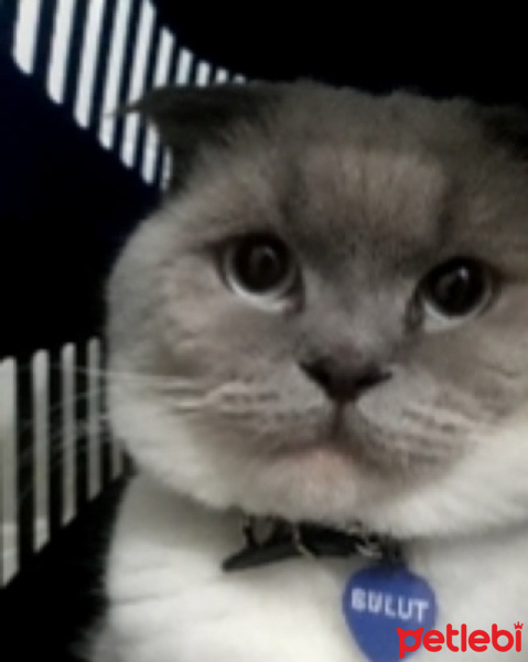 Scottish Fold, Kedi  Bulut fotoğrafı