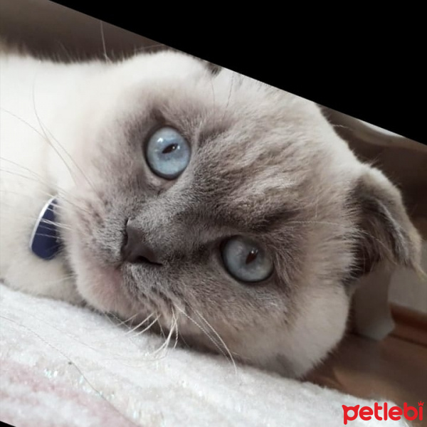Scottish Fold, Kedi  Bulut fotoğrafı