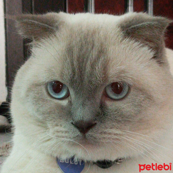 Scottish Fold, Kedi  Bulut fotoğrafı