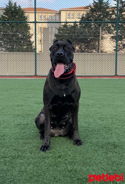 Cane Corso Italiano, Köpek  ROSE fotoğrafı